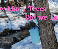 Tapping Maple Trees