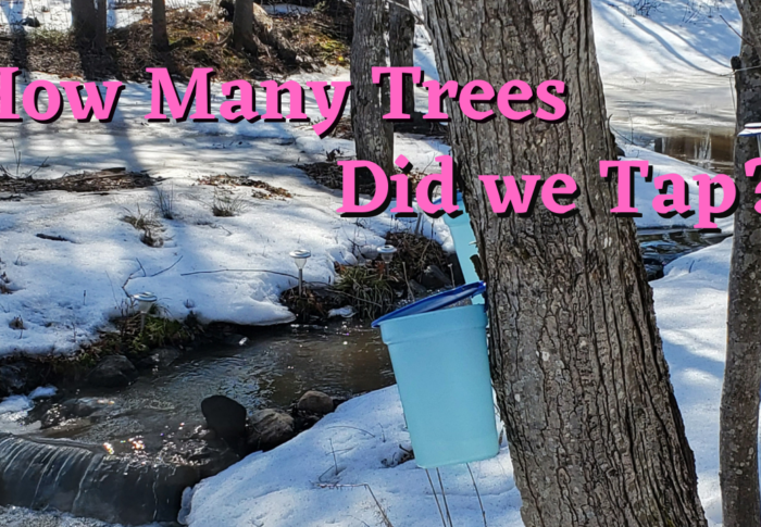 Tapping Maple Trees